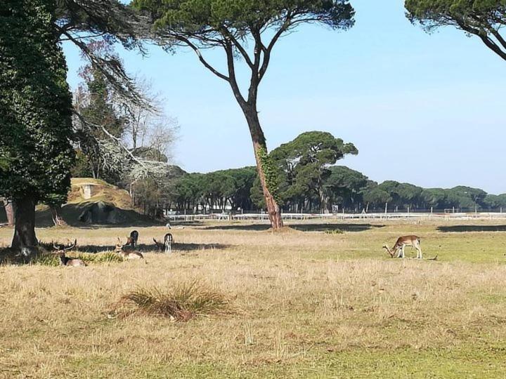 I Levrieri Hotell Torre del Lago Puccini Exteriör bild